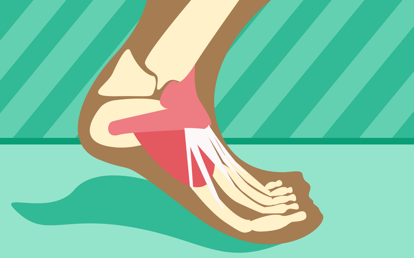 Anatomia do Sistema Locomotor