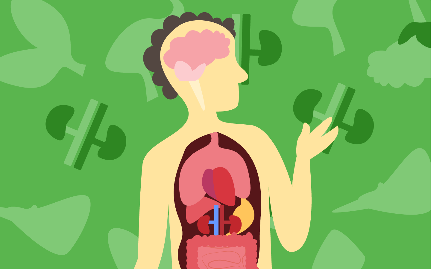 Anatomia dos Órgãos e Sistemas